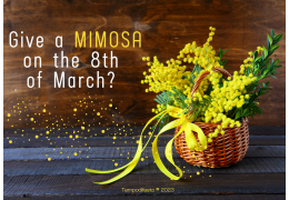 Give a mimosa on the 8th of March? Made in Italy! 03/03/2023